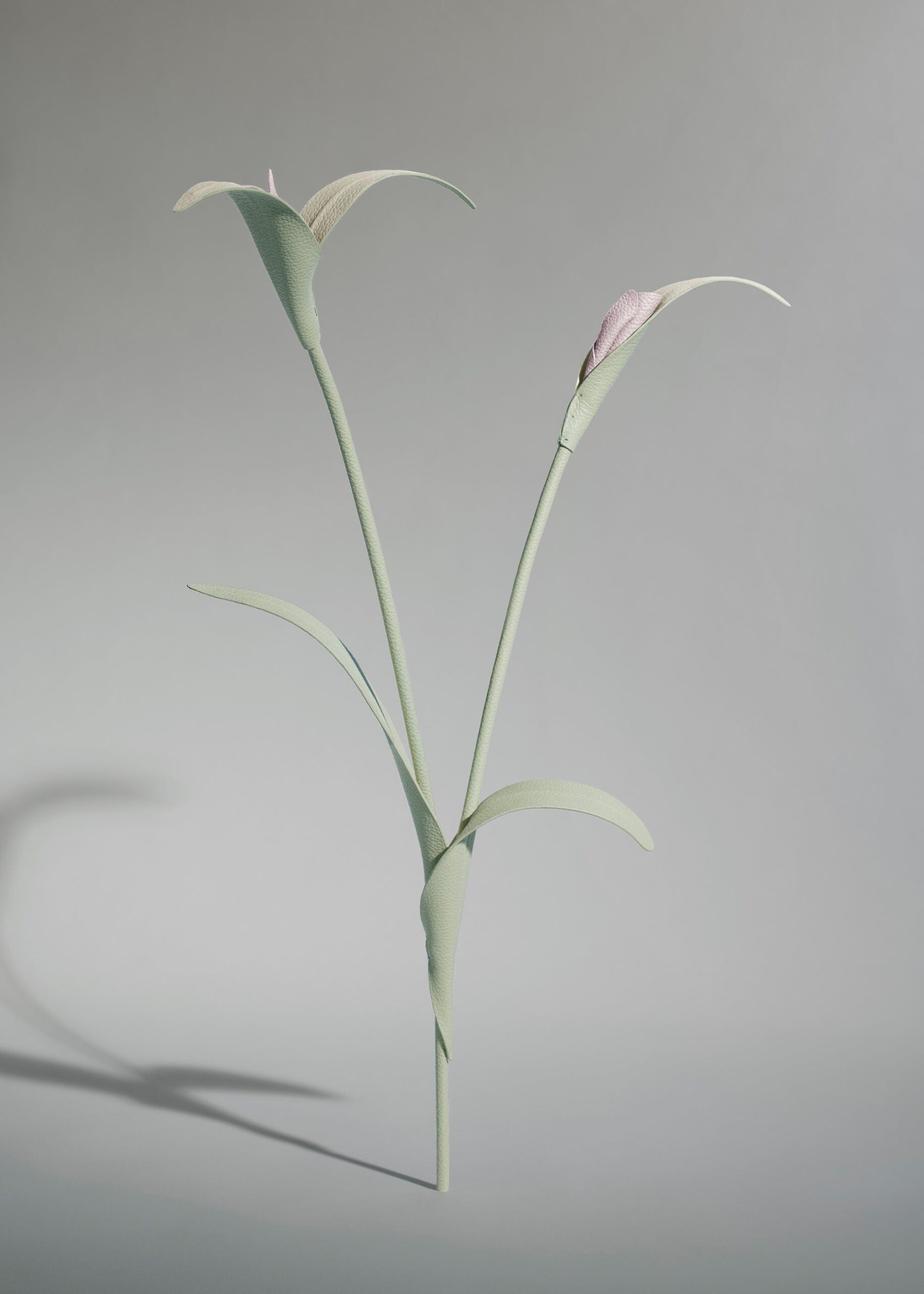 Fleur Touka - Amande Fraîche